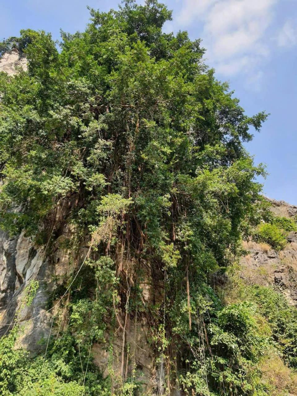 Trang An Hana Homestay Nguyen Ngoai Екстериор снимка